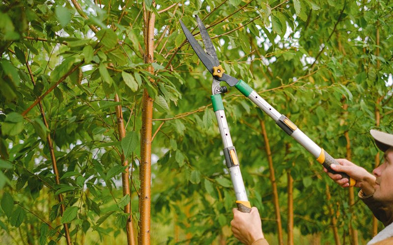 Tree trimming in Nemaha, NE
